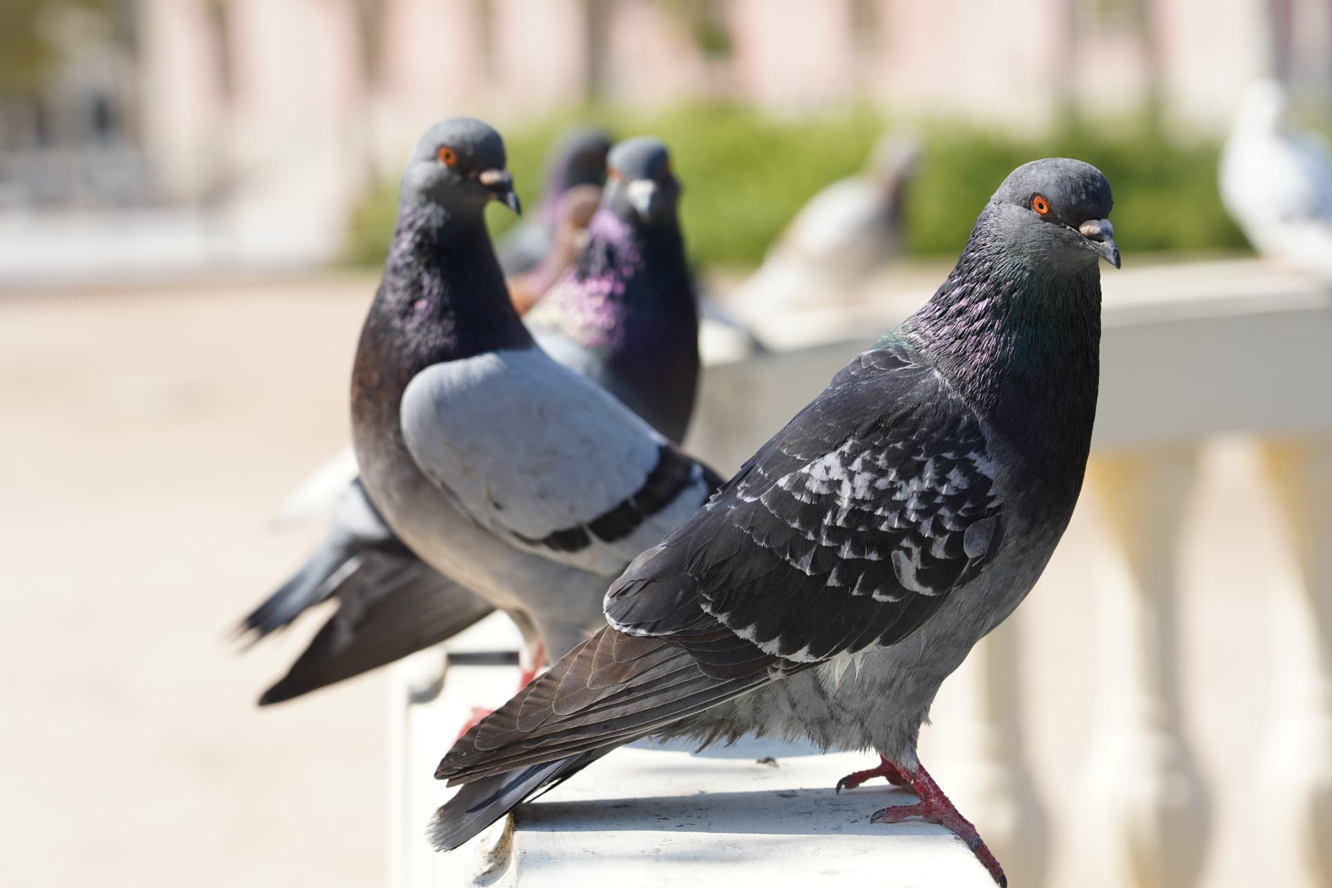Pose de filets et pics anti-pigeons sur une façade d'immeuble