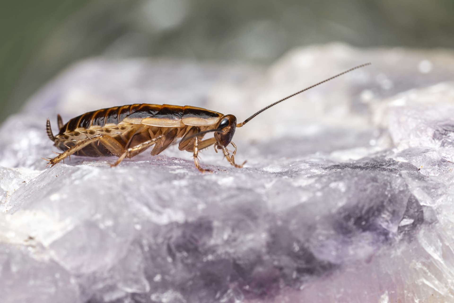 Application de gel insecticide contre les cafards et blattes dans une cuisine