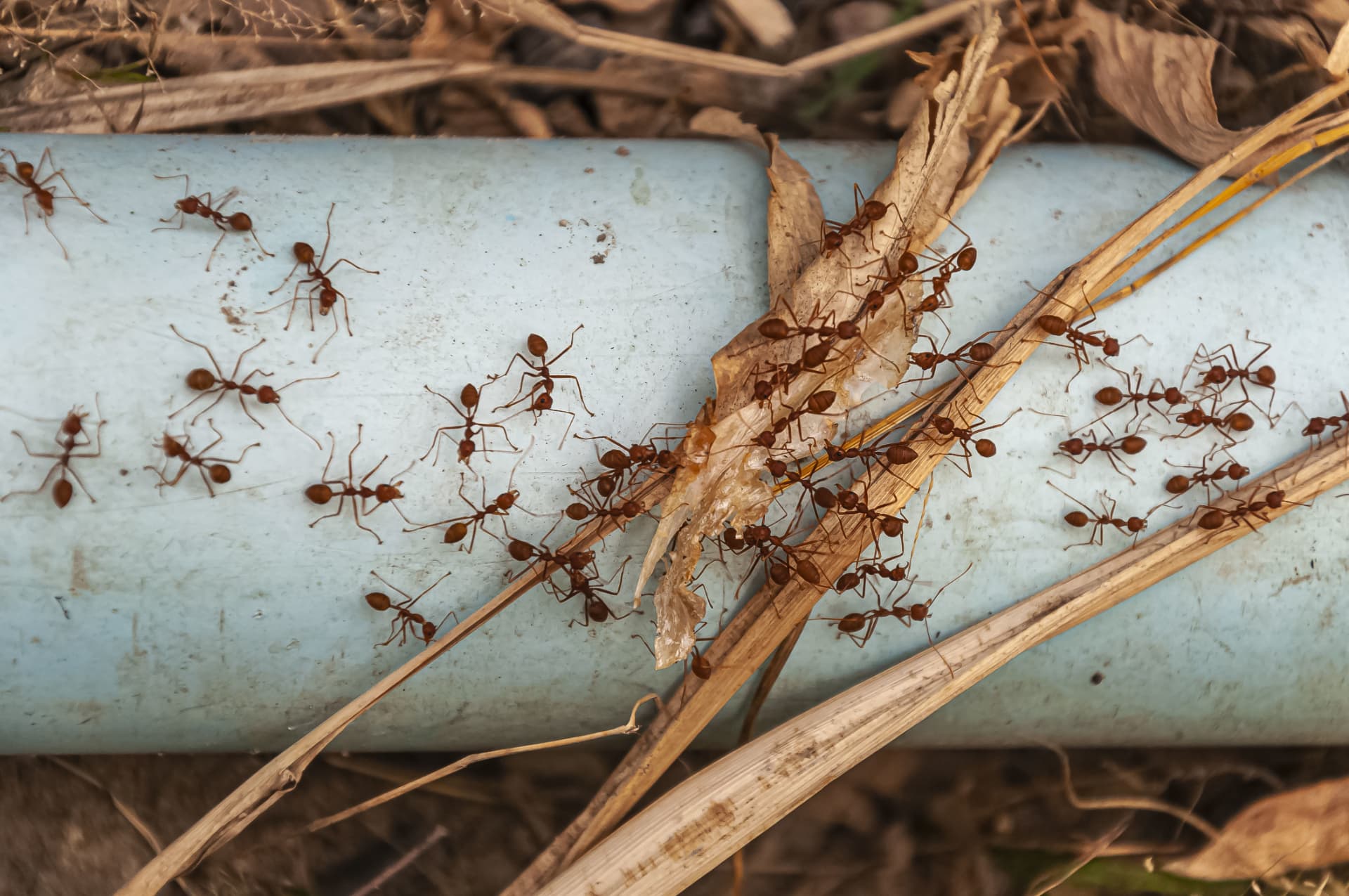 Traitement ciblé d'une colonie de fourmis et d'insectes rampants